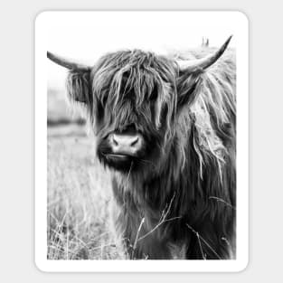 Highland Cow Portait, black and white Sticker